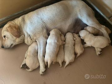 Labrador