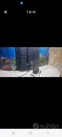 acquario con vetro frontale arrotondato