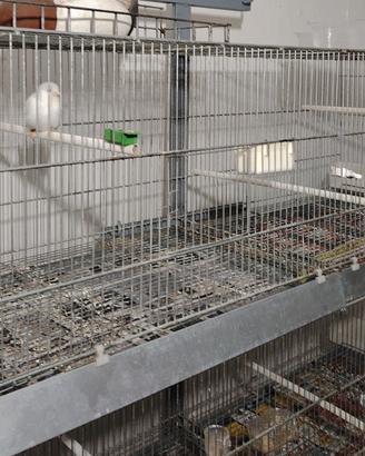 voliera gabbia zincata 120 cm