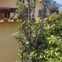 Albero di pero nano