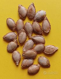 Semi selezionati di Zucca Rossa Siciliana. 20 pz