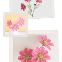 EDG Ramo artificiale di Cosmos rosa/fucsia