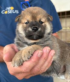 Cuccioli di shiba inu