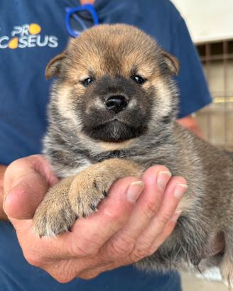 Cuccioli di shiba inu