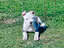 Immagine 5