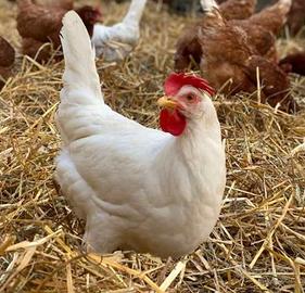 Galline ovaiole rosse e bianche Livorno