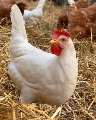 Galline ovaiole rosse e bianche Livorno