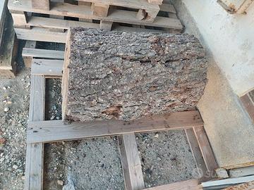 Tronco d'albero grezzo legno Cedro del Libano.
