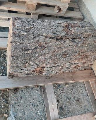 Tronco d'albero grezzo legno Cedro del Libano.