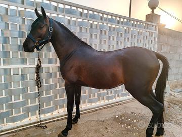 Cavallo Anglo Arabo