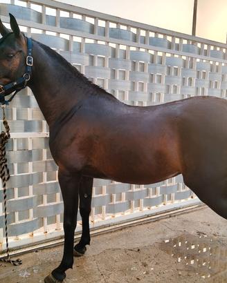 Cavallo Anglo Arabo