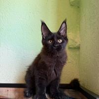 Cuccioli di Maine Coon Linee Estere Top Genealogia