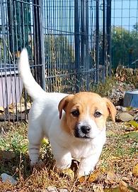 Jack Russell 