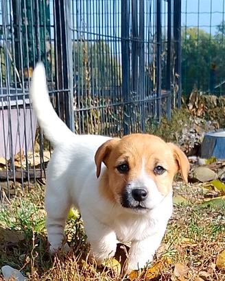 Jack Russell 