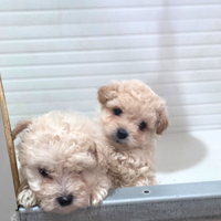 Maltipoo
