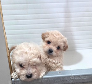 Maltipoo