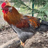 Galli ibridi Marans/olive egger