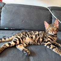 Cuccioli Bengala alta genealogia