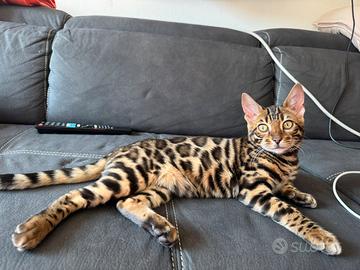 Cuccioli Bengala alta genealogia