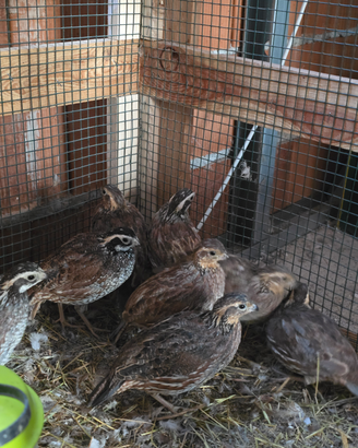 Colino della Virginia