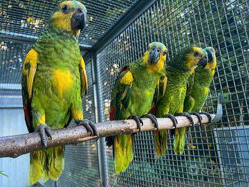 Coppie amazzoni xanthopteryx