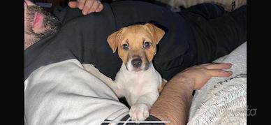 Cuccioli di jack Russell