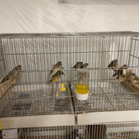 Diamanti di Gould