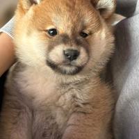 Shiba inu