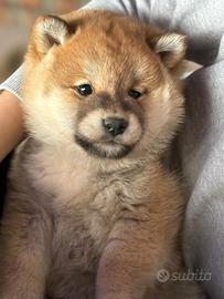 Shiba inu