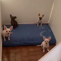 Chihuhaua