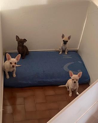 Chihuhaua