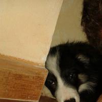 Cane bordercollie per monta