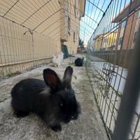 Cuccioli di coniglio