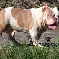 American bully stallone