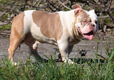 American bully stallone