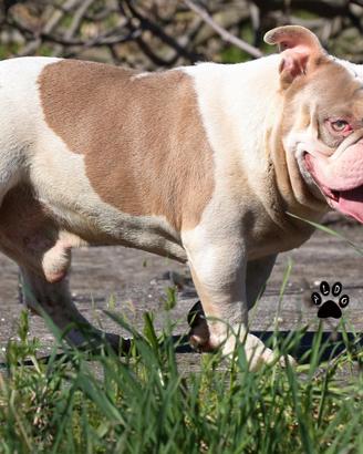 American bully stallone