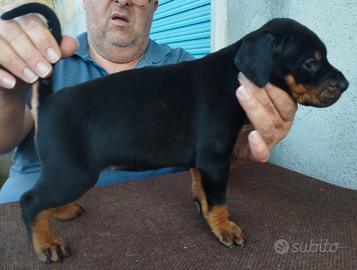 Cuccioli di dobermann