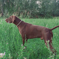 Cuccioli Bracco Tedesco Kurzhaar