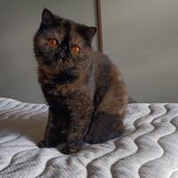 Gatti exotic shorthair
