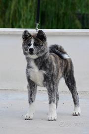 Cucciolo Akita inu Tigrato - Allevamento Enci
