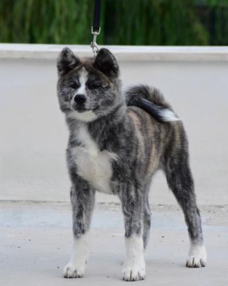Cucciolo Akita inu Tigrato - Allevamento Enci