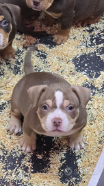 Cuccioli american bully