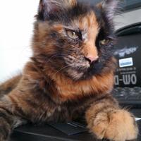 Gatto Main Coon femmina
