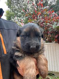 Cuccioli pastore tedesco