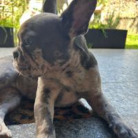 Bulldog francese