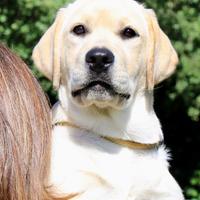 Labrador cucciola