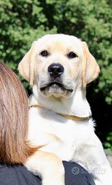 Labrador cucciola