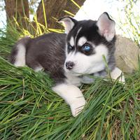 Cuccioli di Siberian Husky