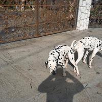 Dalmata