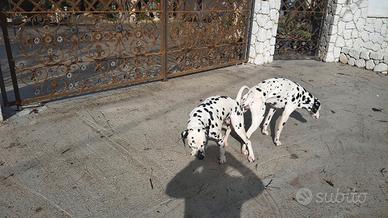 Dalmata